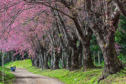 cherry blossoms in full bloom