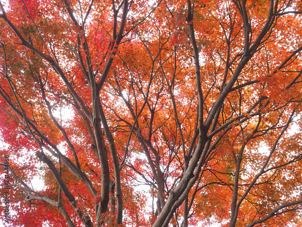 Colorful maple leaves on a bright day background Colorful maple leaves on a bright day background