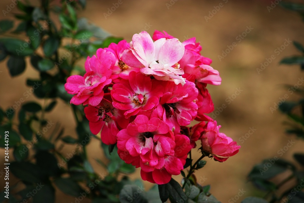 Fototapeta premium pink flowers in the garden