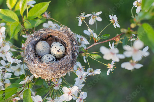 eggs in nest outdoor