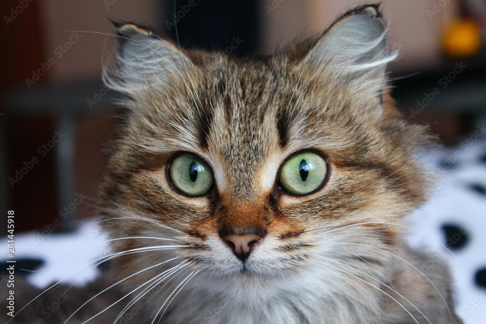 Кошка Кошка