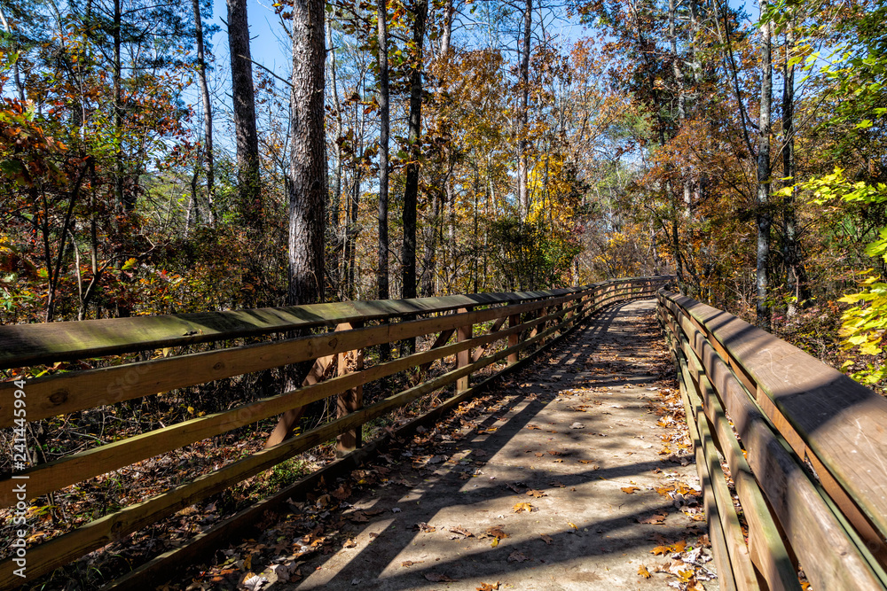 wooden footpath in the forest