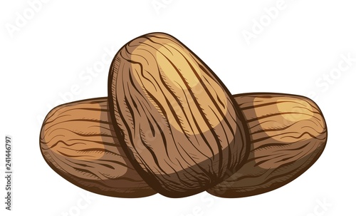 Color image of a group of  nutmeg nuts on a white background. Healthy and dietary food. The element of proper nutrition. Vector illustration of a nut fruit