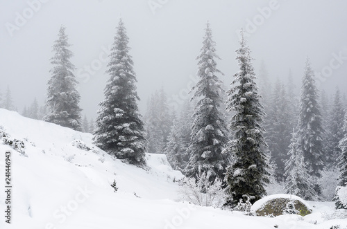 Winter landscape of tall pines on a small hill in snowy snow