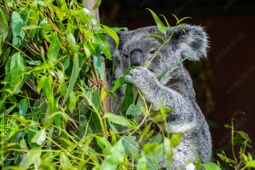 Puffin good liitle christmas tree