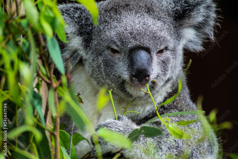 Puffin good liitle christmas tree