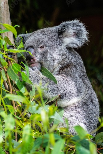 Animal / Wildlife concept. Beautiful close up view of cute liitle koala bear baby on the eukalyptus tree eating leaves. Wildlife animal in nature. Brisbane, Australia