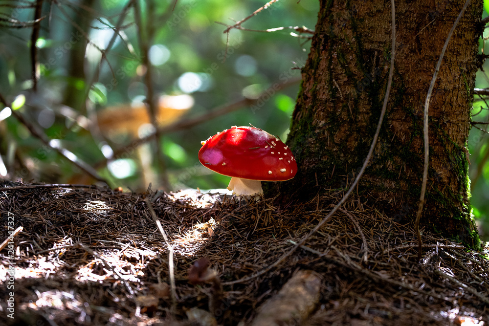 Kleiner Fliegenpilz lehnt an einem Baum Kleiner Fliegenpilz lehnt an einem Baum
