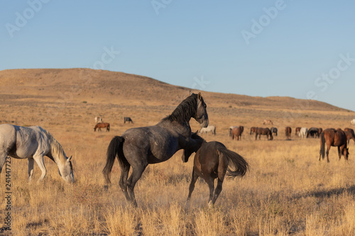 Wild Horse Stallions Sparring in the Utah Desert