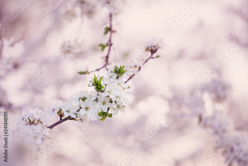 flowering branch in orchard