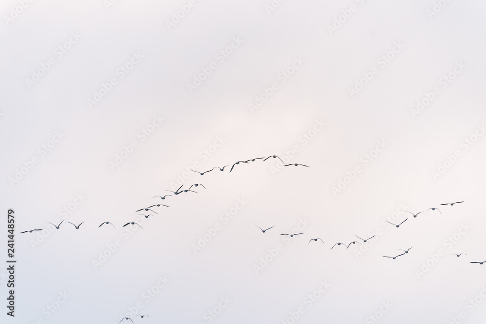 a large flock of birds flying in the sky a large flock of birds flying in the sky