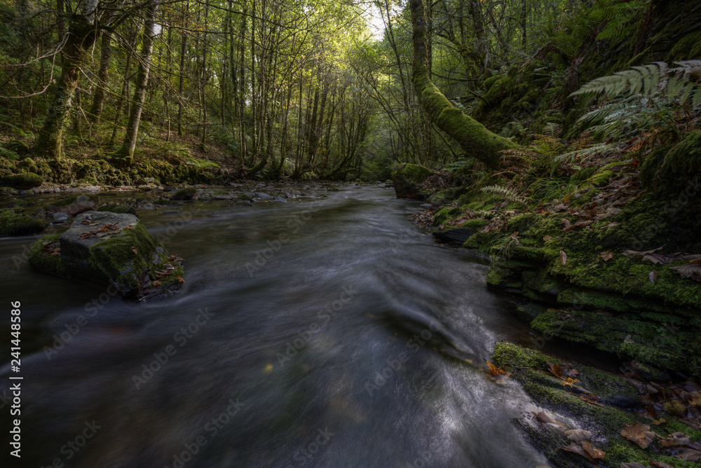 A river flows between ancient forests and mossy rocks