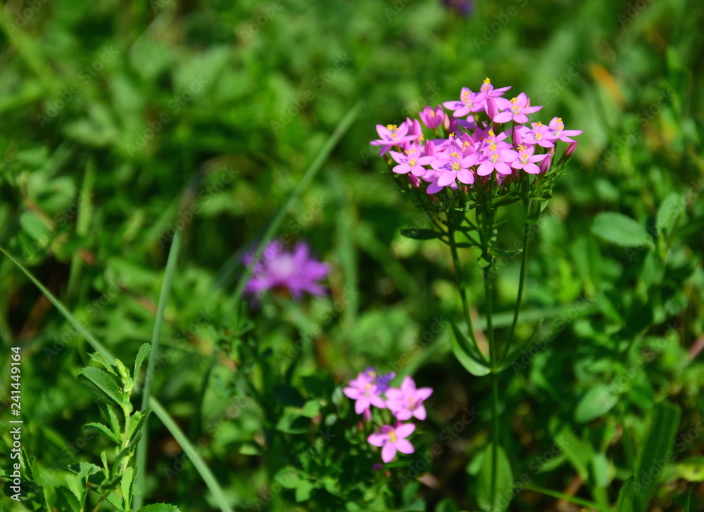Centaurium erythraea is a species of flowering plant in the gentian family known by the common names common centaury and European centaury. Horizontal photo. Centaurium erythraea is a species of flowering plant in the gentian family known by the common names common centaury and European centaury. Horizontal photo.