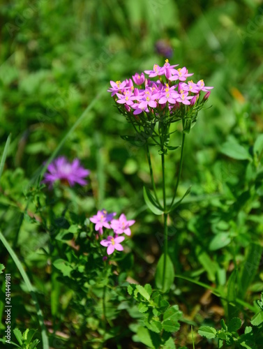 Centaurium erythraea is a species of flowering plant in the gentian family known by the common names common centaury and European centaury. Vertical photo.