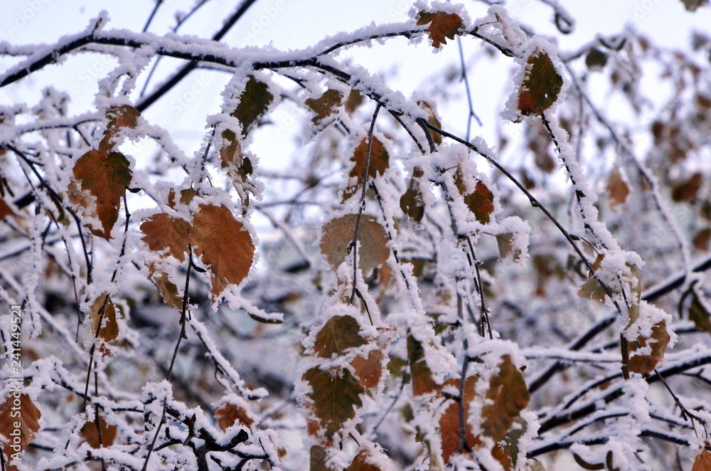 New year. Winter is beautiful. Aspen branches with a border of frozen snow covering all leaves and branches. in the snow. New year. Winter is beautiful. Aspen branches with a border of frozen snow covering all leaves and branches. in the snow.