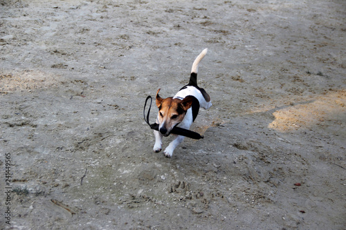 vogelperspektive eines rennenden dreifarbigen jack russell terriers in meppen emsland deutschland fotografiert während eines spaziergangs in der emsländischen natur photo