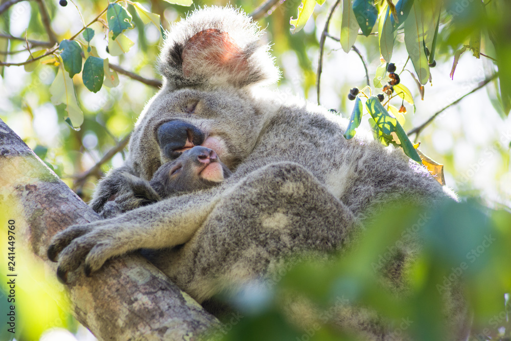 Fototapeta premium Koala