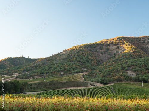 Lush winery and vineyard in Ashland, Oregon. Oregon made wine. photo