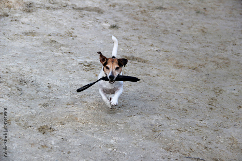 frontansicht eines rennenden dreifarbigen jack russell terriers in meppen emsland deutschland fotografiert während eines spaziergangs in der emsländischen natur