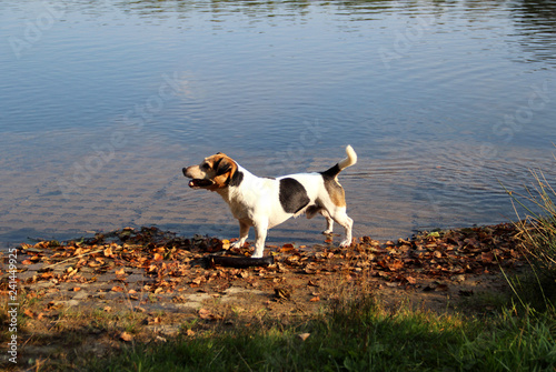 seiten ansicht eines dreifarbigen jack russell terriers in meppen emsland deutschland fotografiert während eines spaziergangs in der emsländischen natur photo