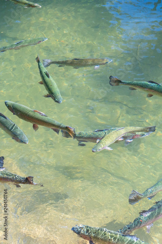 Farmed Rainbow Trout swimming in a feeding pool near Portland  Oregon. Fish used to stock ponds and rivers.