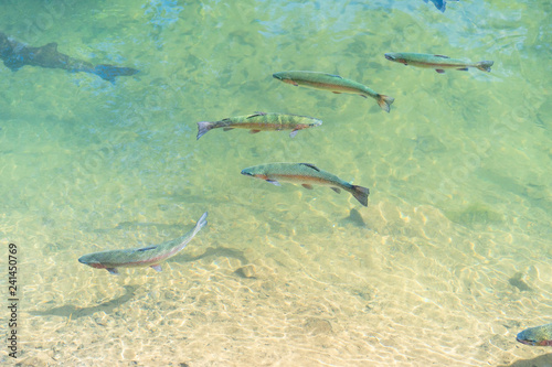 Farmed Rainbow Trout swimming in a feeding pool near Portland, Oregon. Fish used to stock ponds and rivers.