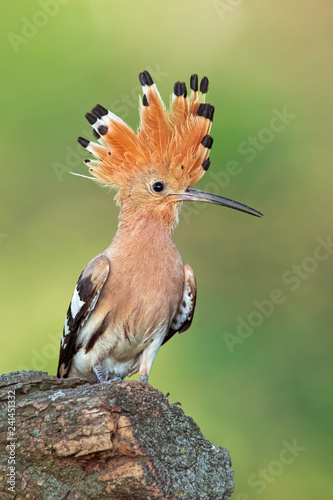 Hoopoe sitting on a twig with open crest and catch in the beak. Detailed close-up of a wild bird with clear blurred background.