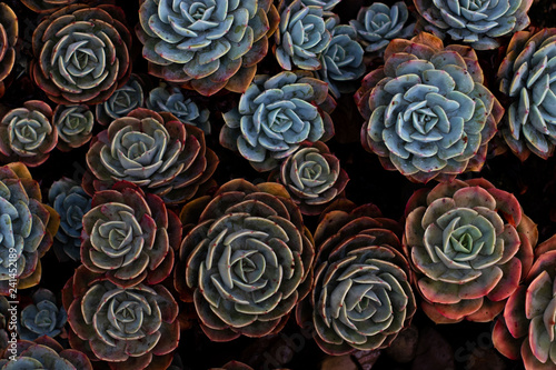 Succulents plant cactus wallpaper  arrangement of succulents - Imagen