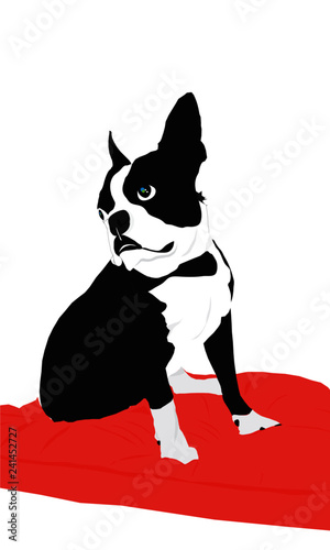 Boston Terrier
