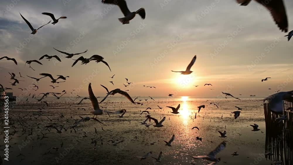 Slow motion of flying silhouetted seagull on the beach