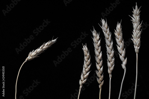 Dry ears of wheat on a black background.
