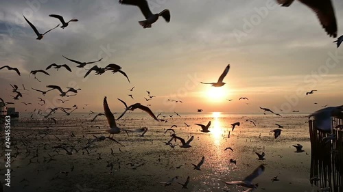 Slow motion of flying silhouetted seagull on the beach