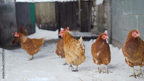 Chickens walking on snow. Laying hens walking in the winter in the yard.