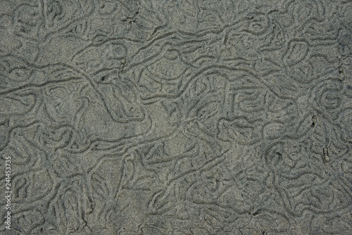 sand worm traces in the sand