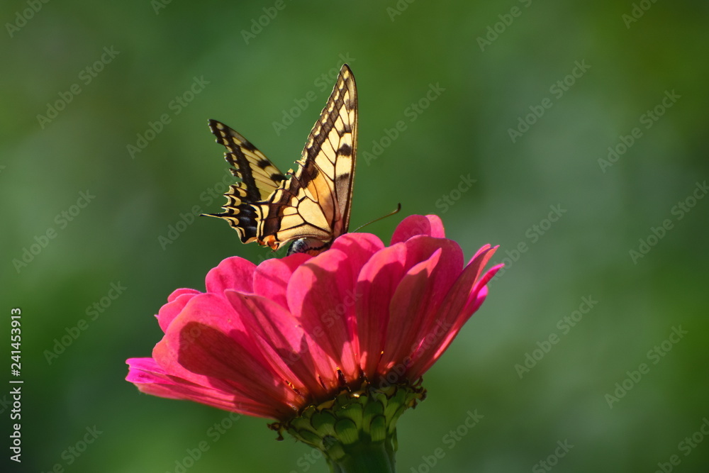 Butterfly on the flower. Papilio machaon, the Old World swallowtail, is a butterfly of the family Papilionidae. The butterfly is also known as the common yellow swallowtail or simply the swallowtail. Butterfly on the flower. Papilio machaon, the Old World swallowtail, is a butterfly of the family Papilionidae. The butterfly is also known as the common yellow swallowtail or simply the swallowtail.
