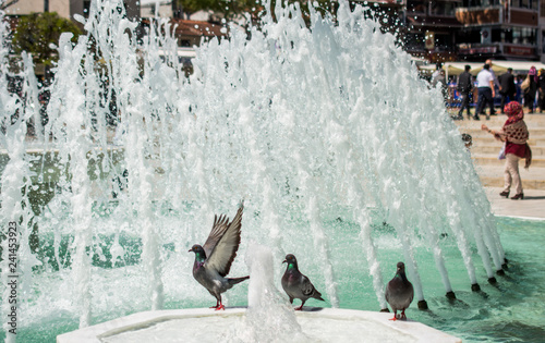 City pigeon by the side of  fountain photo