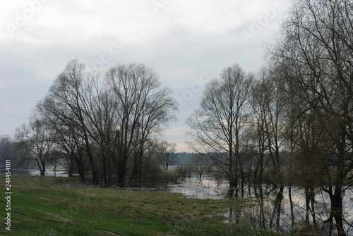 The tree is reflected in the spring flood of the river