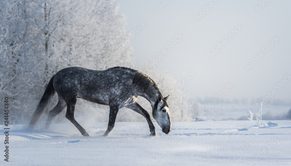 Naklejka premium Hiszpański szary koń chodzi na wolność w czasie zimy.