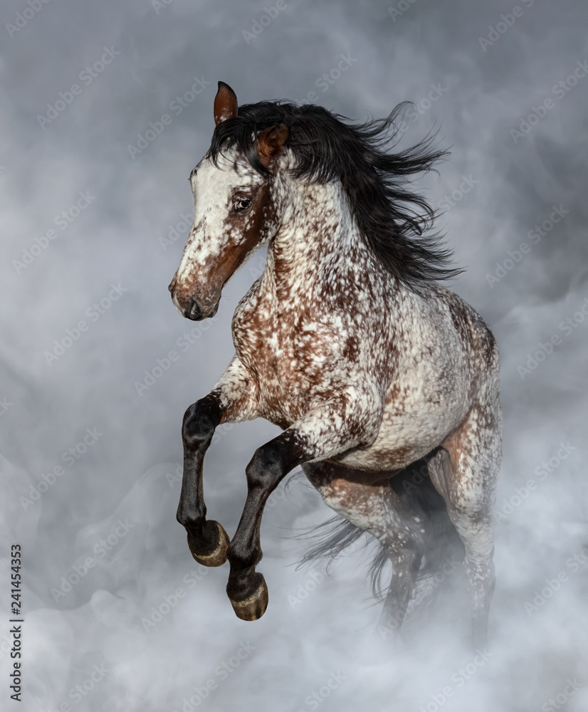 Fototapeta premium Hodowla koni Appaloosa w lekkim dymie.