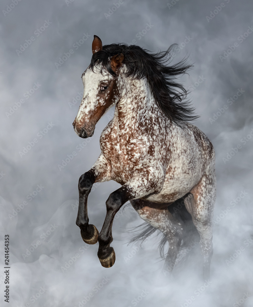 Appaloosa hi-res stock photography and images - Alamy