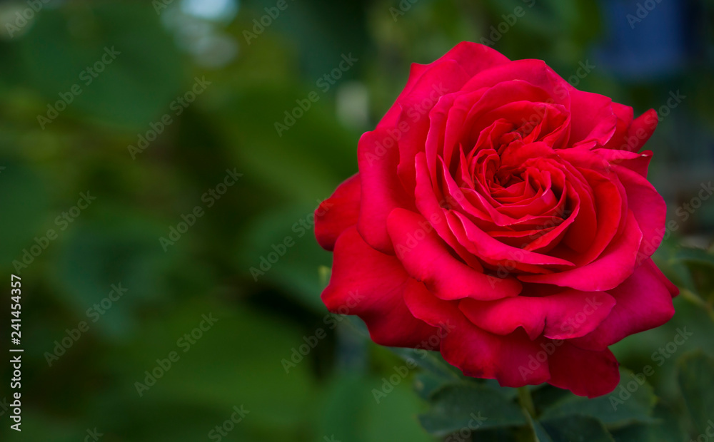 Large red rose isolated on natural green background close up. Beautiful rose for lovers. Holiday card for Valentines Day or Mother's Day or wallpaper with copy space Large red rose isolated on natural green background close up. Beautiful rose for lovers. Holiday card for Valentines Day or Mother's Day or wallpaper with copy space