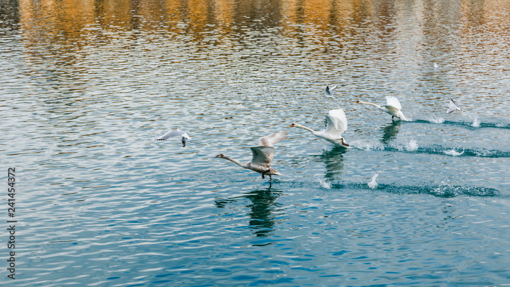 Swans are starting to fly in Maribor, Slovenia Swans are starting to fly in Maribor, Slovenia