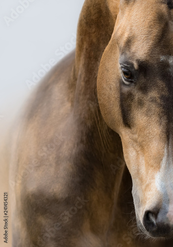 Close up portrait of Akhalteke golden buckskin horse.