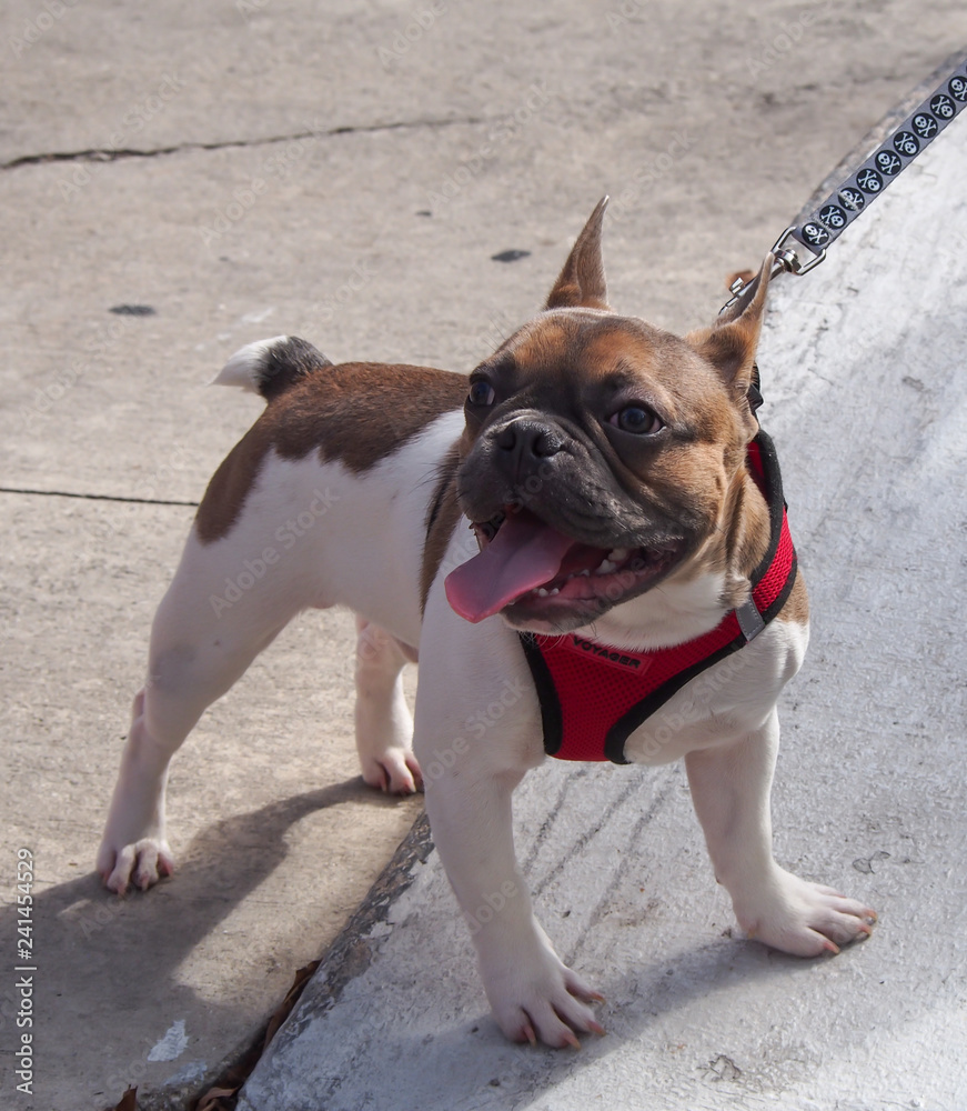 frenchie brown and white