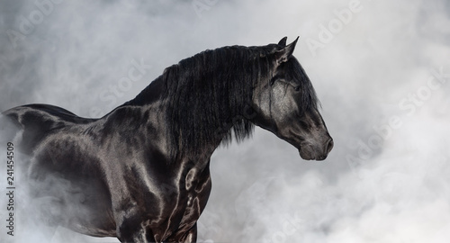 Black Pura Spanish stallion in light smoke.