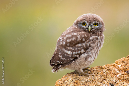 Little owl  Athene noctua  sitting on a stone. Young bird.