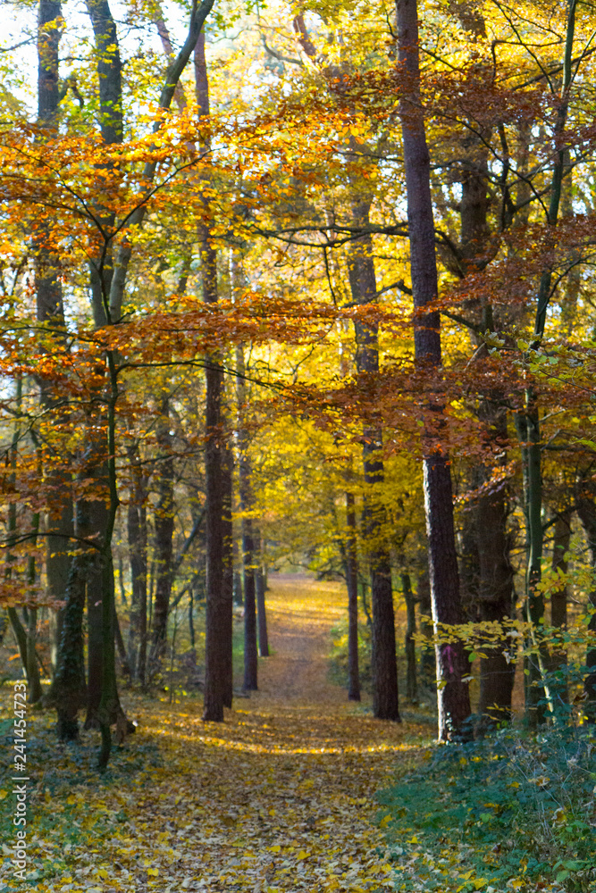 Obraz premium Herbstwald