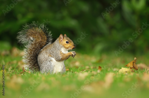Grey squirrel eating a nut in the meadow