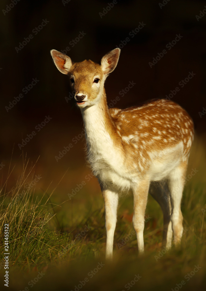 Fallow deer fawn standing in the grass at sunrise Fallow deer fawn standing in the grass at sunrise