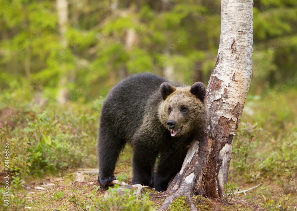 Eurasian brown bear cub standing by a birch tree Eurasian brown bear cub standing by a birch tree